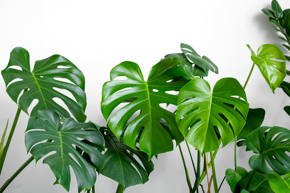 5 Organic SPLIT LEAF PHILODENDRON Monstera Deliciosa Swiss Cheese Plant Vine Seeds