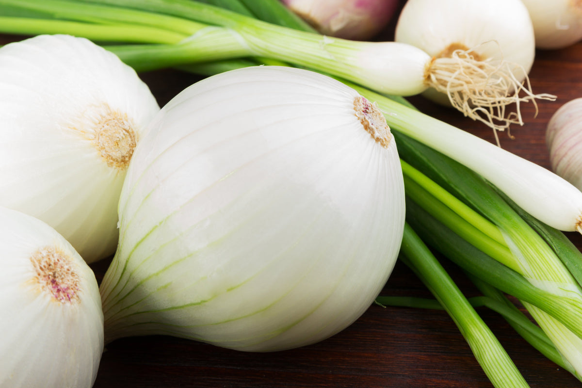 500 Sweet WHITE SPANISH ONION Allium Cepa Vegetable Seeds