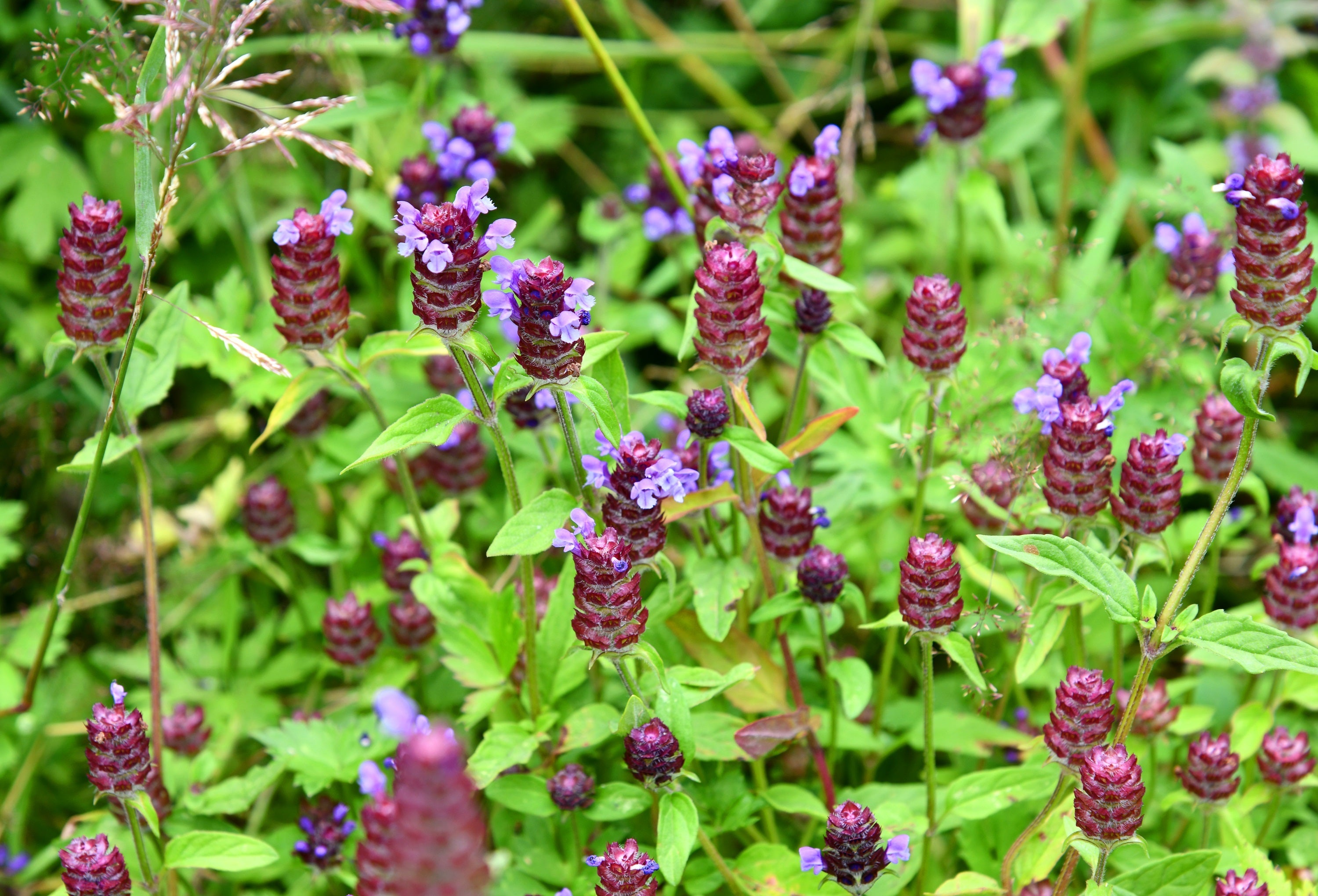100 HEAL ALL Self Heal Prunella Vulgaris Purple Herb Flower Seeds
