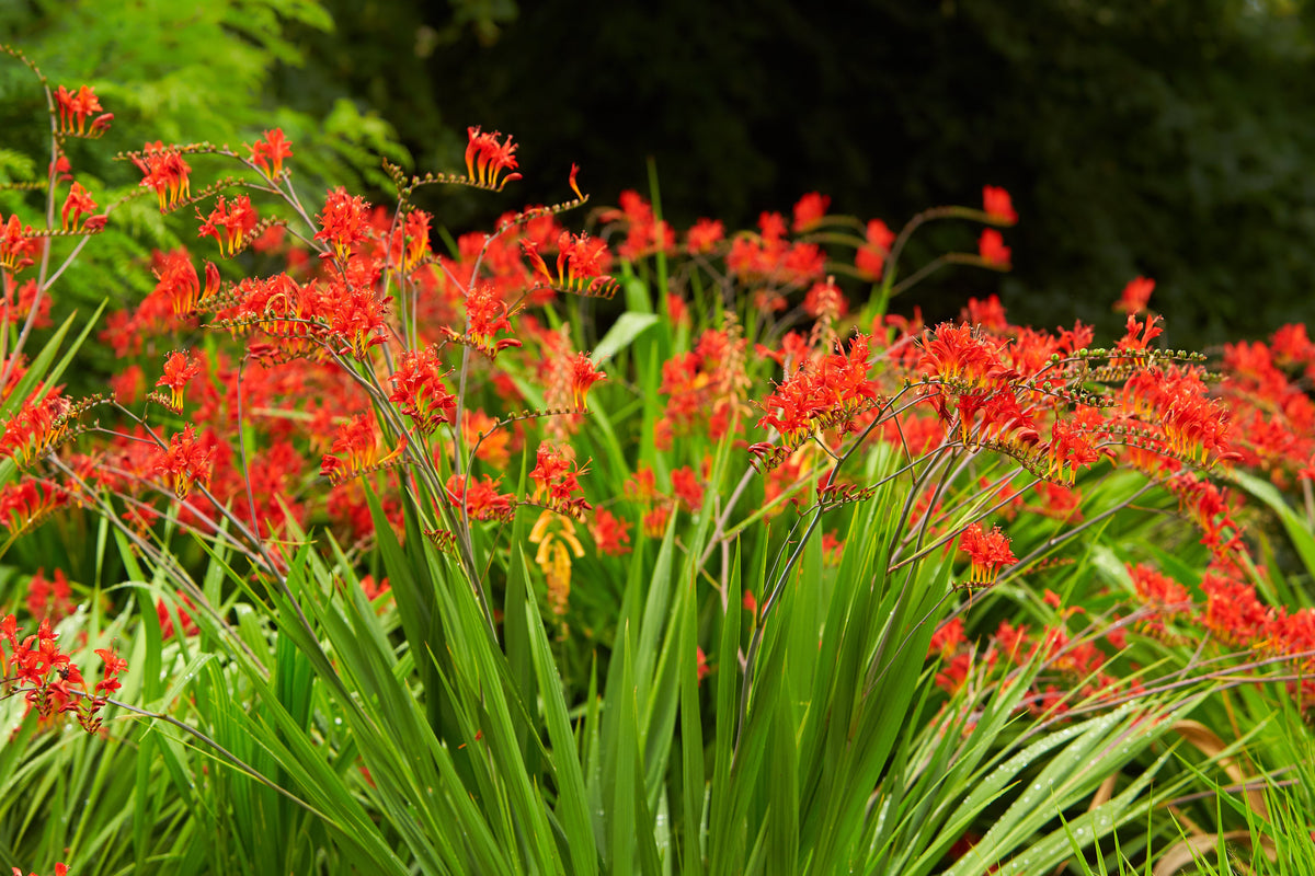 10 RED LUCIFER CROCOSMIA Crocosmia Masoniorum Flower Seeds