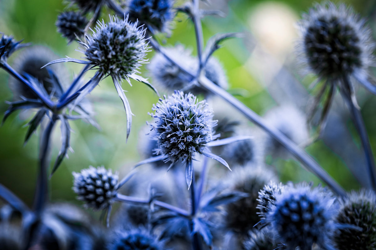 25 BLUE Star SEA HOLLY Eryngium Alpinum Flower Seeds