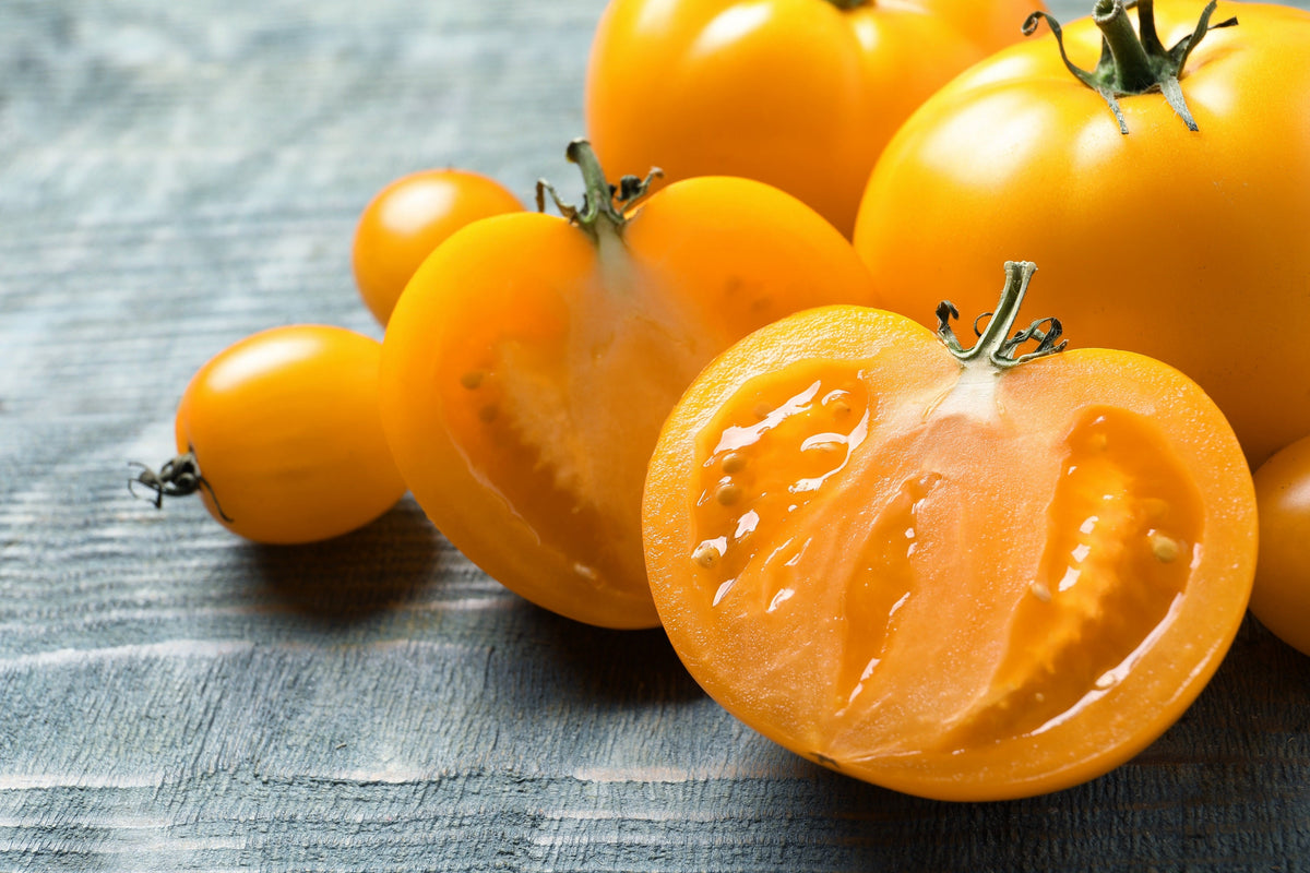150 GOLDEN JUBILEE TOMATO Yellow Lycopersicon Lycopersicum Fruit Vegetable Seeds