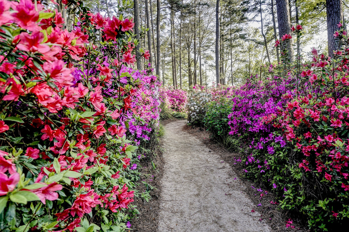 25 MIXED COLORS AZALEA Rhododendron spp. Red, Pink, Purple, White Flower Shade Bush Shrub Seeds