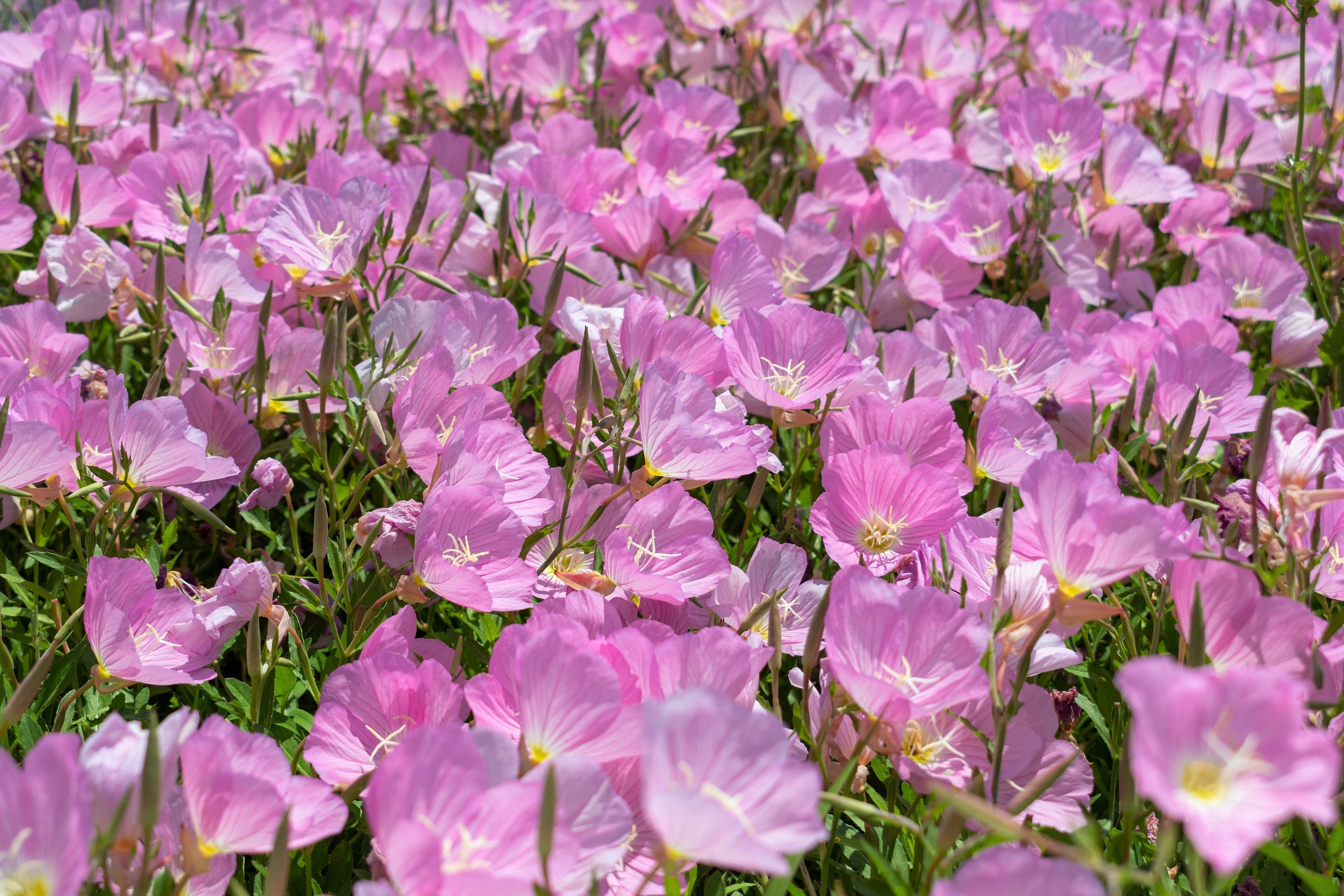 1000 Showy PINK EVENING PRIMROSE (Pink Ladies / Mexican Evening) Oenothera Speciosa Flower Seeds