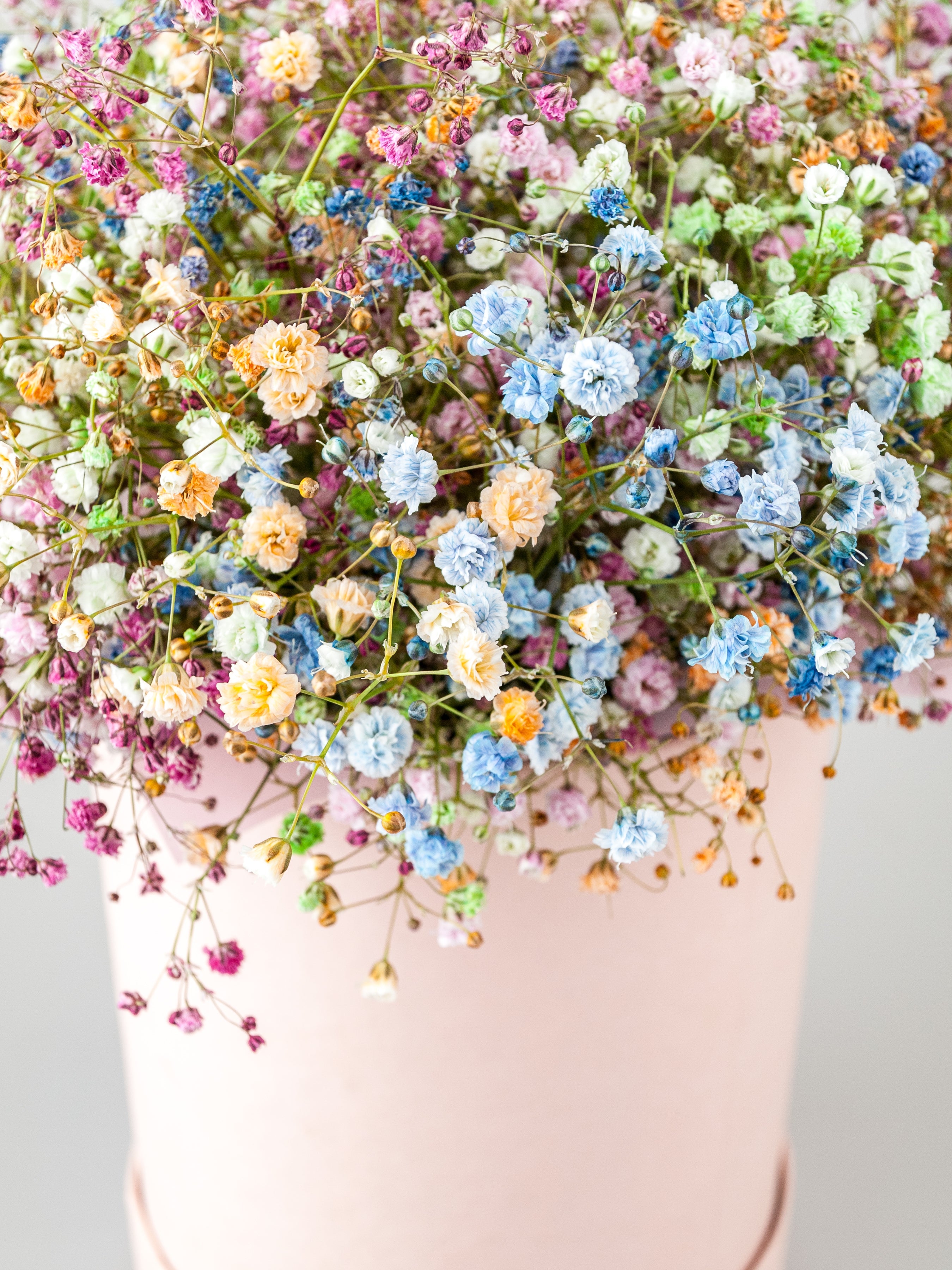 1000 White BABY'S BREATH 'Covent Garden' Gypsophila Elegans Flower Seeds