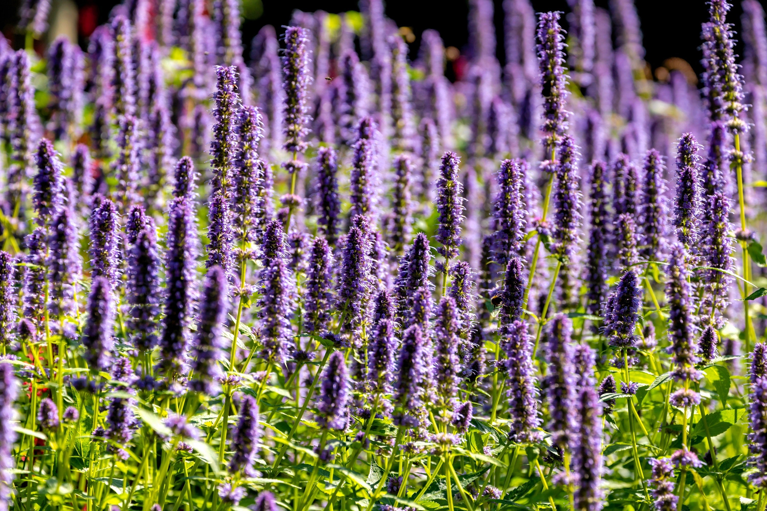 100 ORGANIC Superior LICORICE MINT Agastache Rugosa Korean Tea Herb Purple Flower Seeds