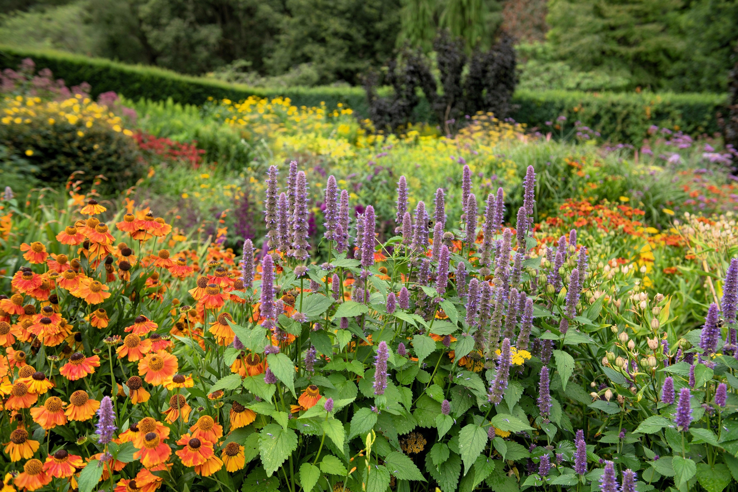100 HELENIUM ' AUTUMN LEAVES ' Mix Helenium Autumnale Sneezeweed Mixed Colors Flower Seeds