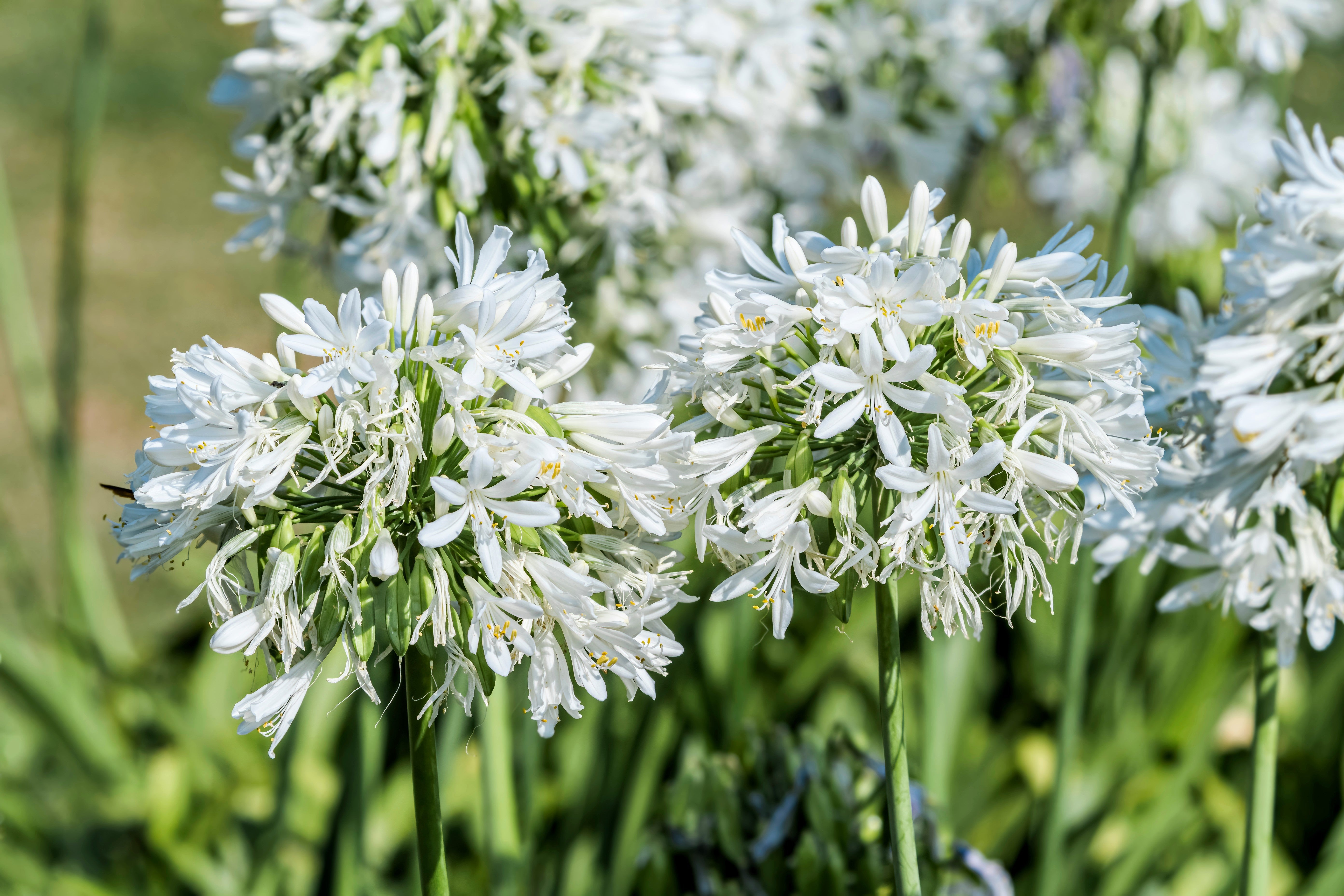 25 WHITE LILY of the NILE Agapanthus Orientalis African Lily Flower Seeds
