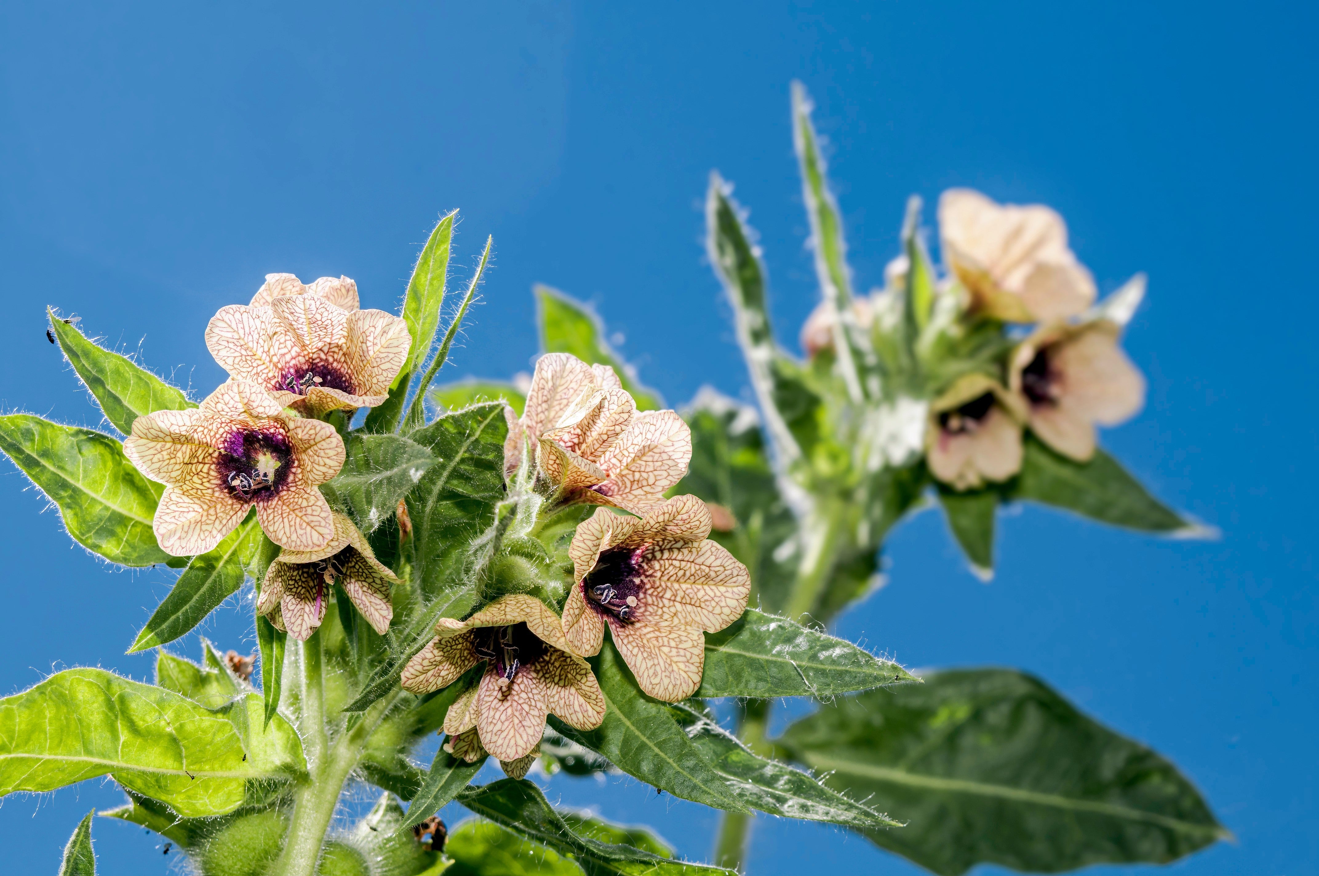 200 Black HENBANE Nightshade Hyoscyamus Niger Flower Seeds