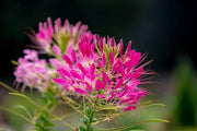 200 CHERRY QUEEN CLEOME Spinosa Hassleriana Carmine Rose Spider Flower Seeds