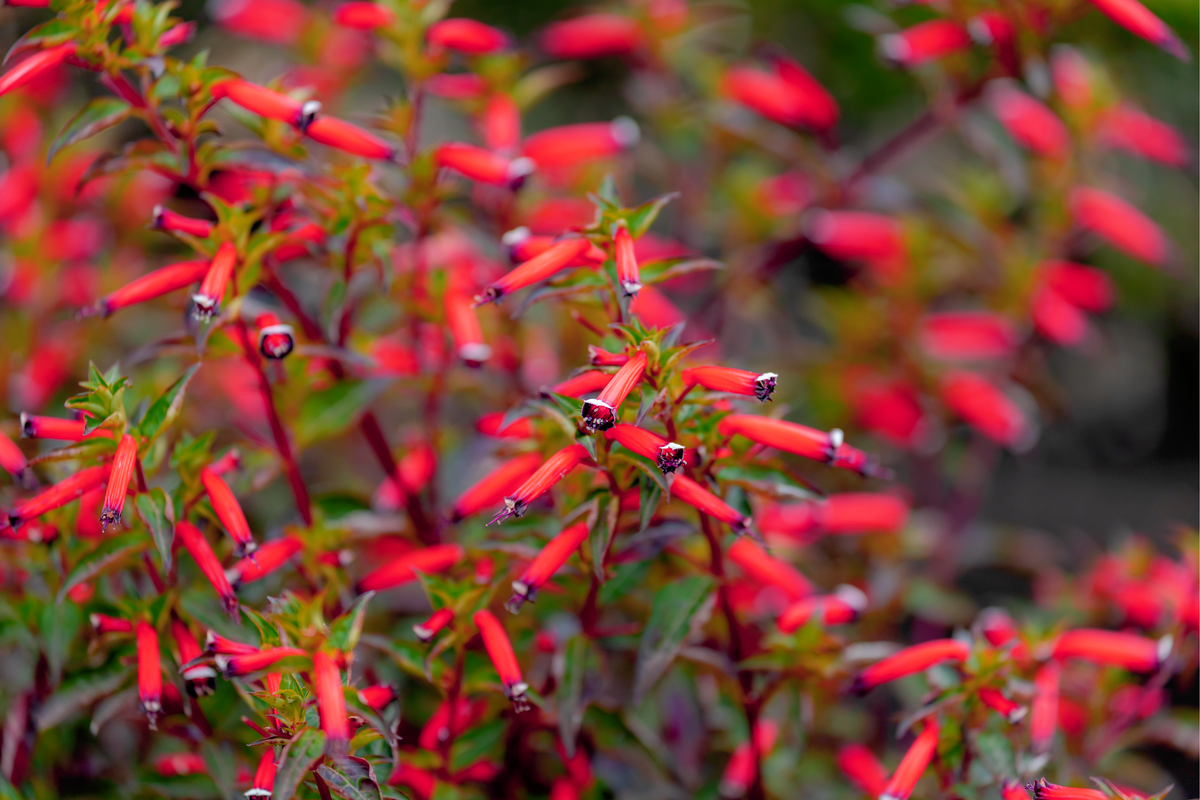 10 Red CIGAR PLANT Mexican Firecracker Cuphea Ignea Hummingbird Flower Seeds
