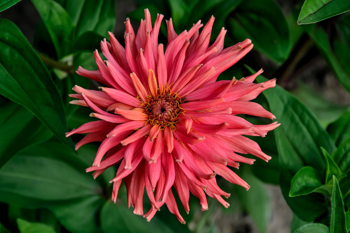 300 Burpeeana Giant Mix CACTUS FLOWERED ZINNIA Elegans Flower Seeds
