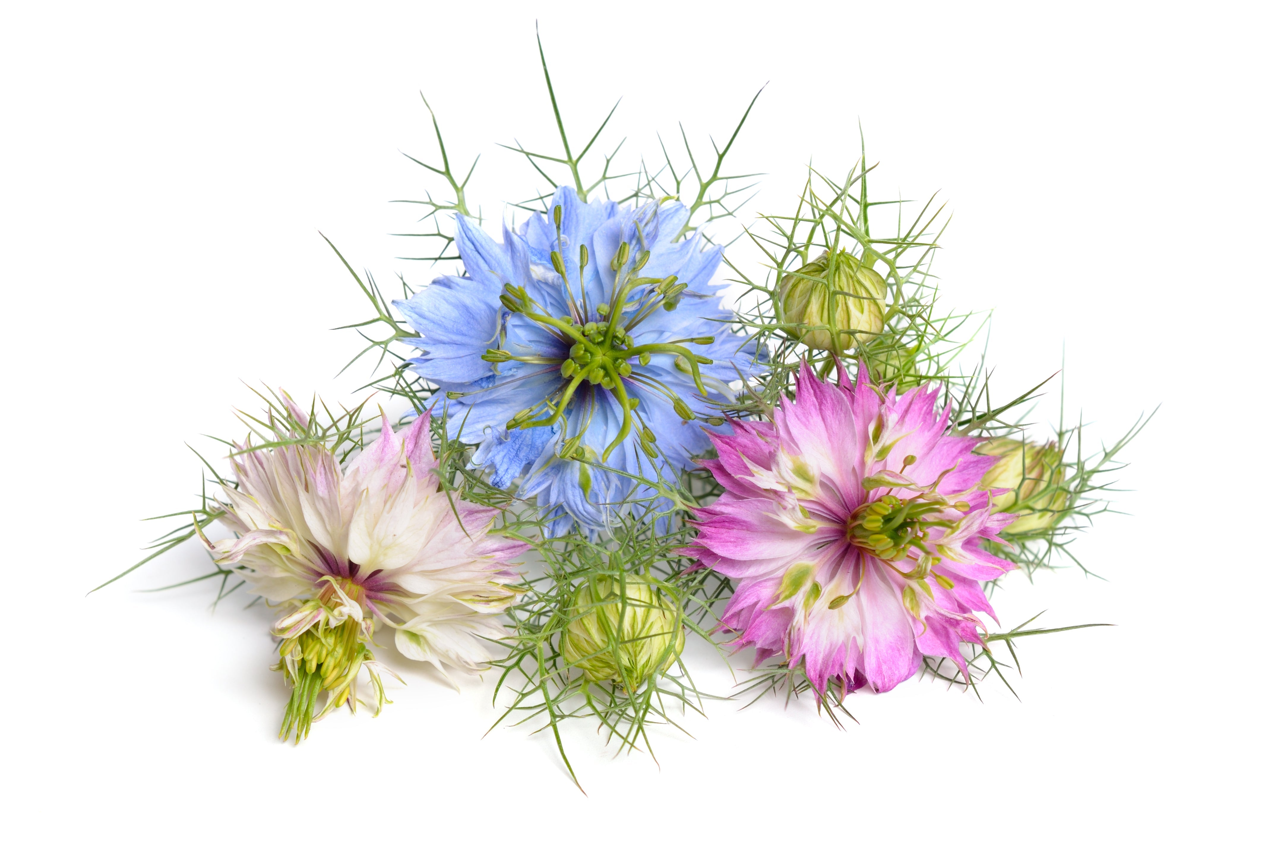 500 LOVE In A MIST PERSIAN Jewels Mixed Colors (Fennel Flower) Nigella Damascena Flower Seeds
