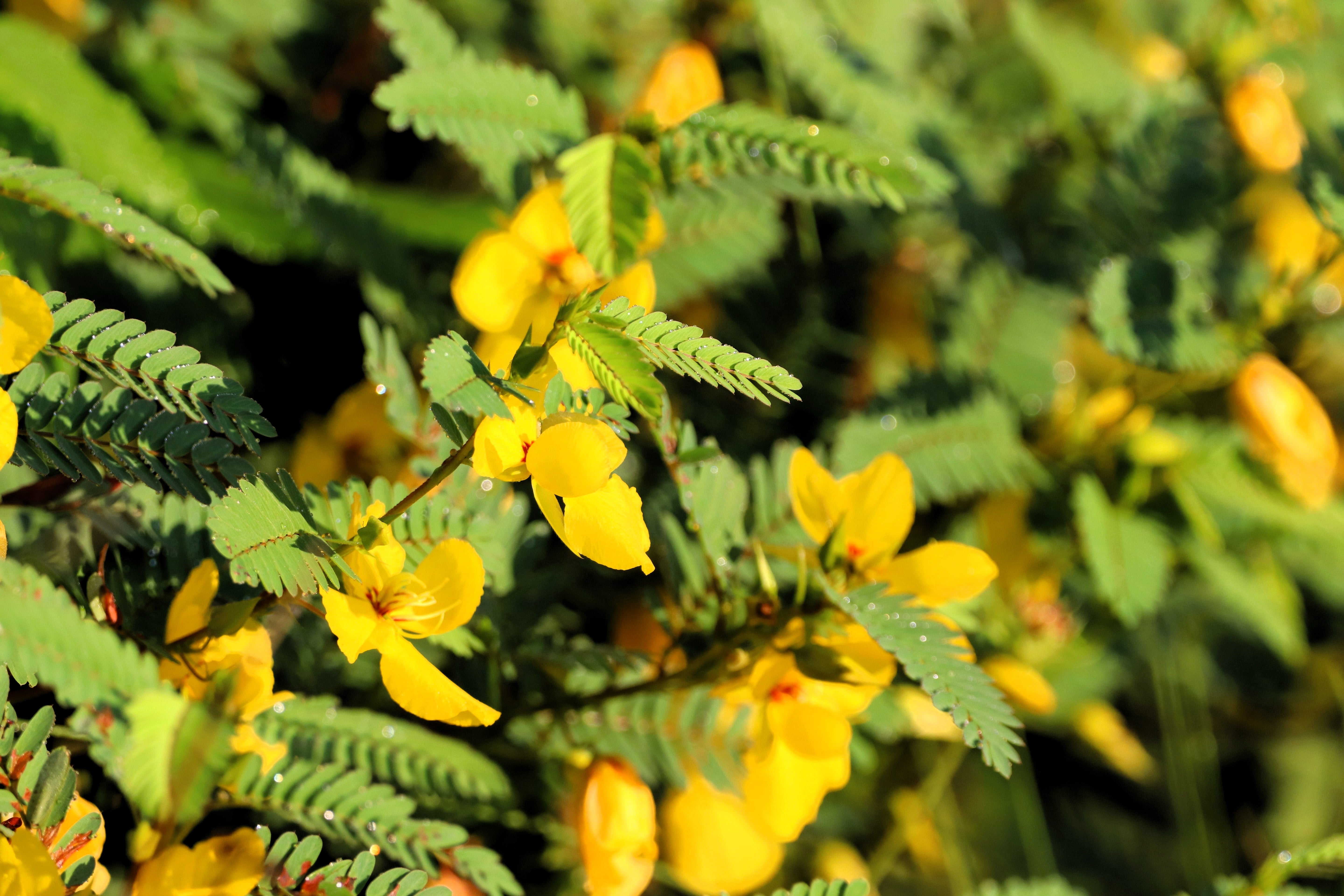 300 Yellow PARTRIDGE PEA (Sleeping Plant / Sensitive Pea) Chamaecrista Fasciculata Flower Seeds