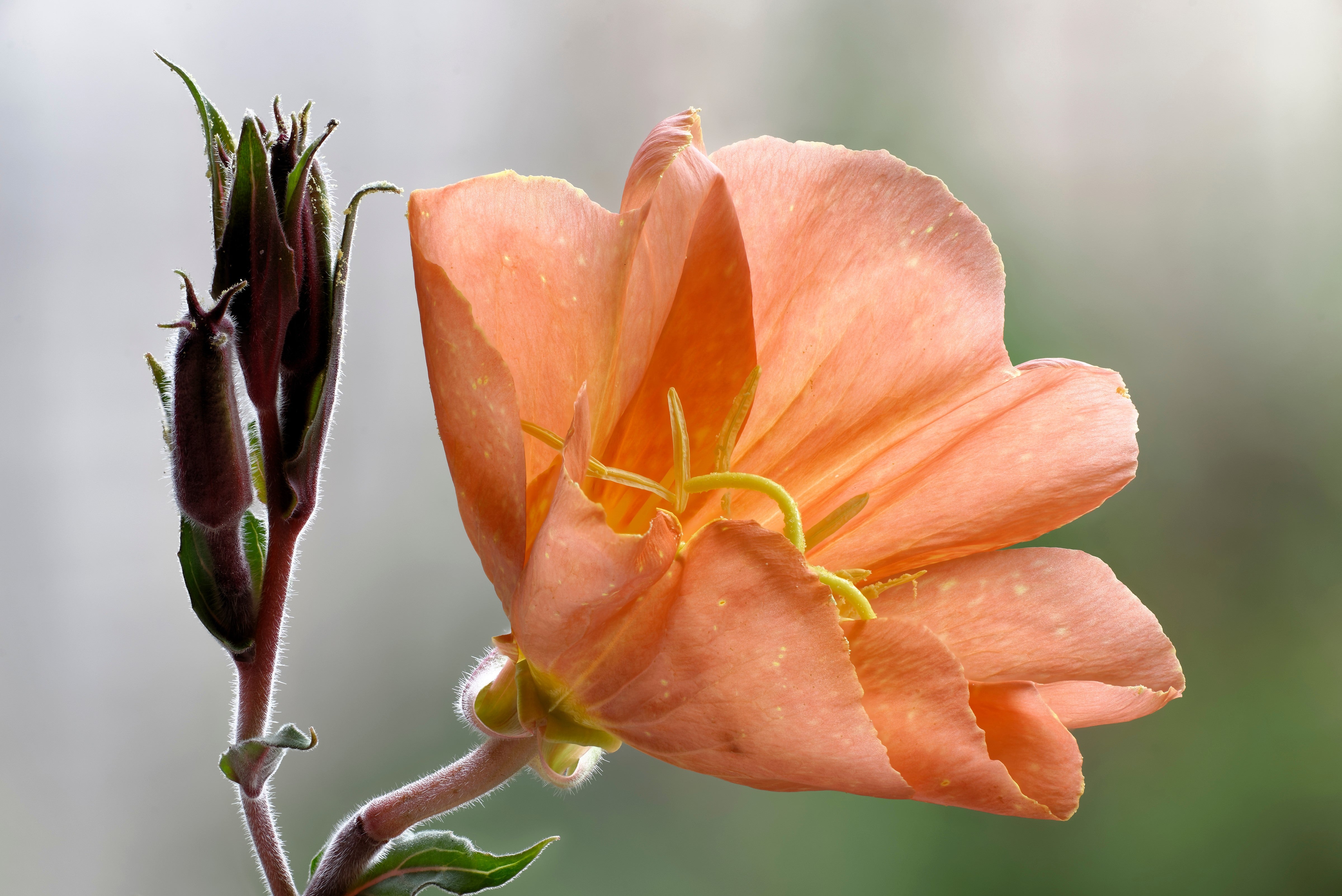 10 SUNSET BOULEVARD PRIMROSE Orange Evening Oenothera Versicolor Sundrops Flower Seeds