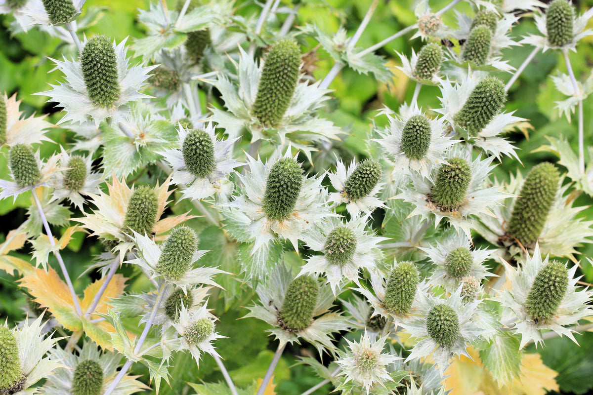 10 Giant SILVER SEA HOLLY Eryngium Giganteum Miss Willmott's Ghost Flower Seeds