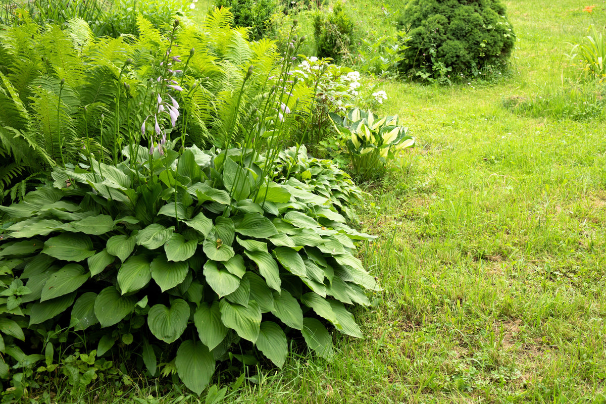10 HOSTA ELEGANS Shade Lover Flower Seeds