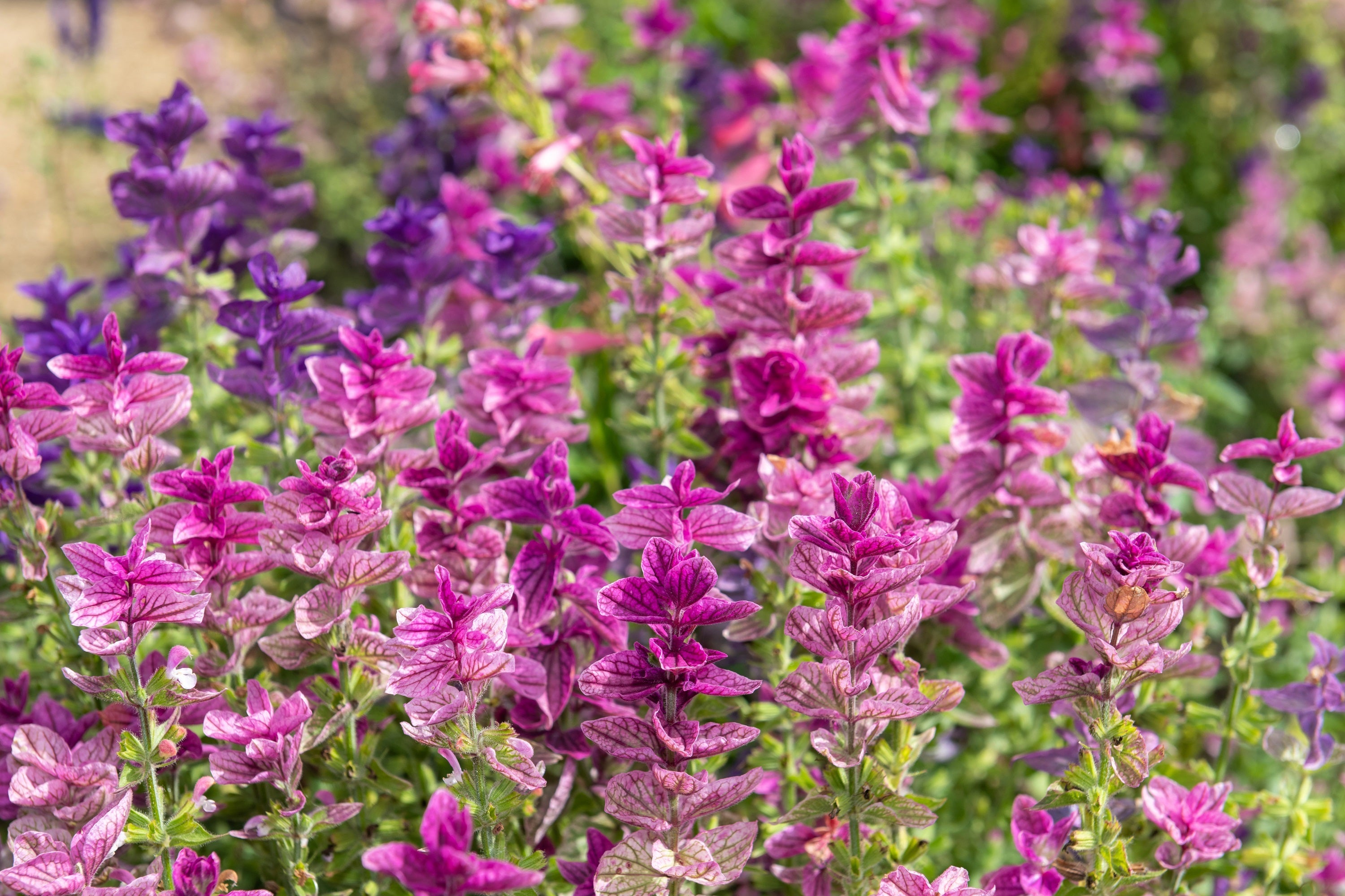 50 'PINK Sundae' Clary SAGE / SALVIA Viridis Horminum Herb Flower Seeds