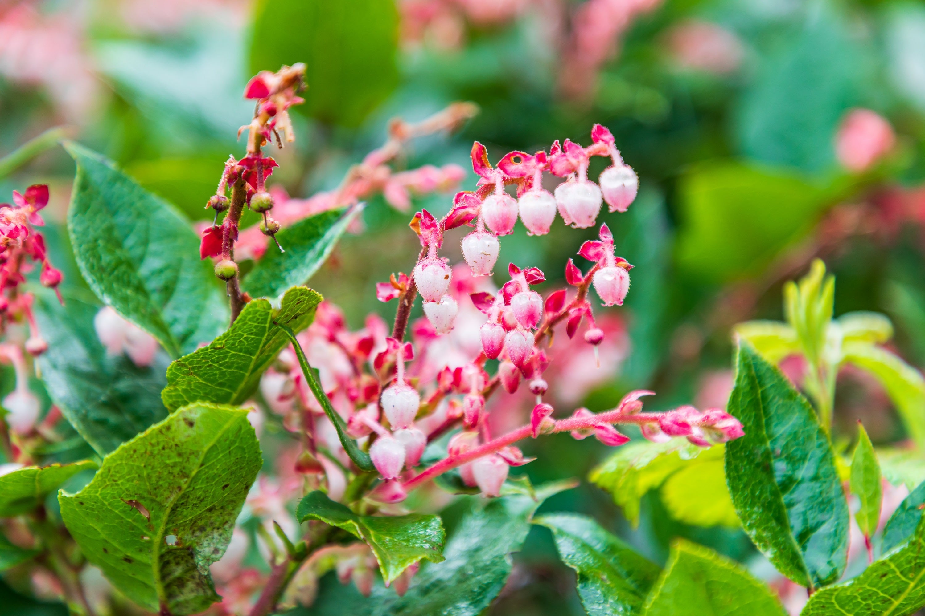 40 SALAL BERRY Gaultheria Shallon Pink White Flowers Blue Fruit Shrub Seeds