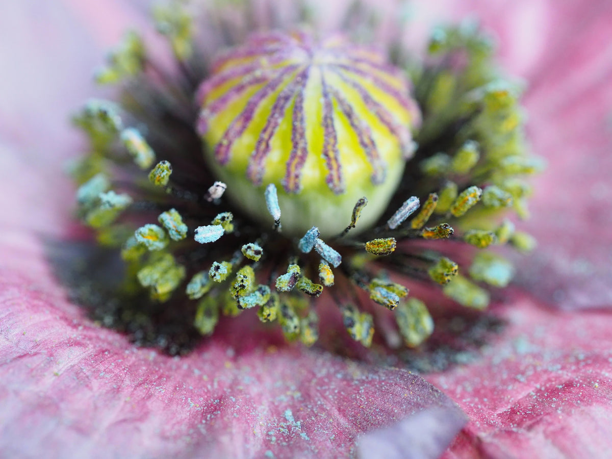 50 Organic AMAZING GREY POPPY Papaver Rhoeas Silvery Gray Flower Seeds