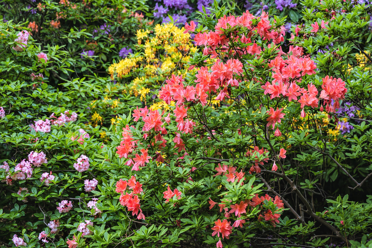50 MIXED HYBRIDS RHODODENDRON spp. Mixed Colors - Red, Pink, Purple, White, Yellow, Orange Flower Sun or Shade Bush Shrub Seeds