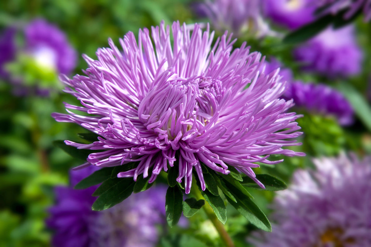 30 VIOLET Purple NEEDLE ASTER Callistephus Chinensis Unicom Flower Seeds