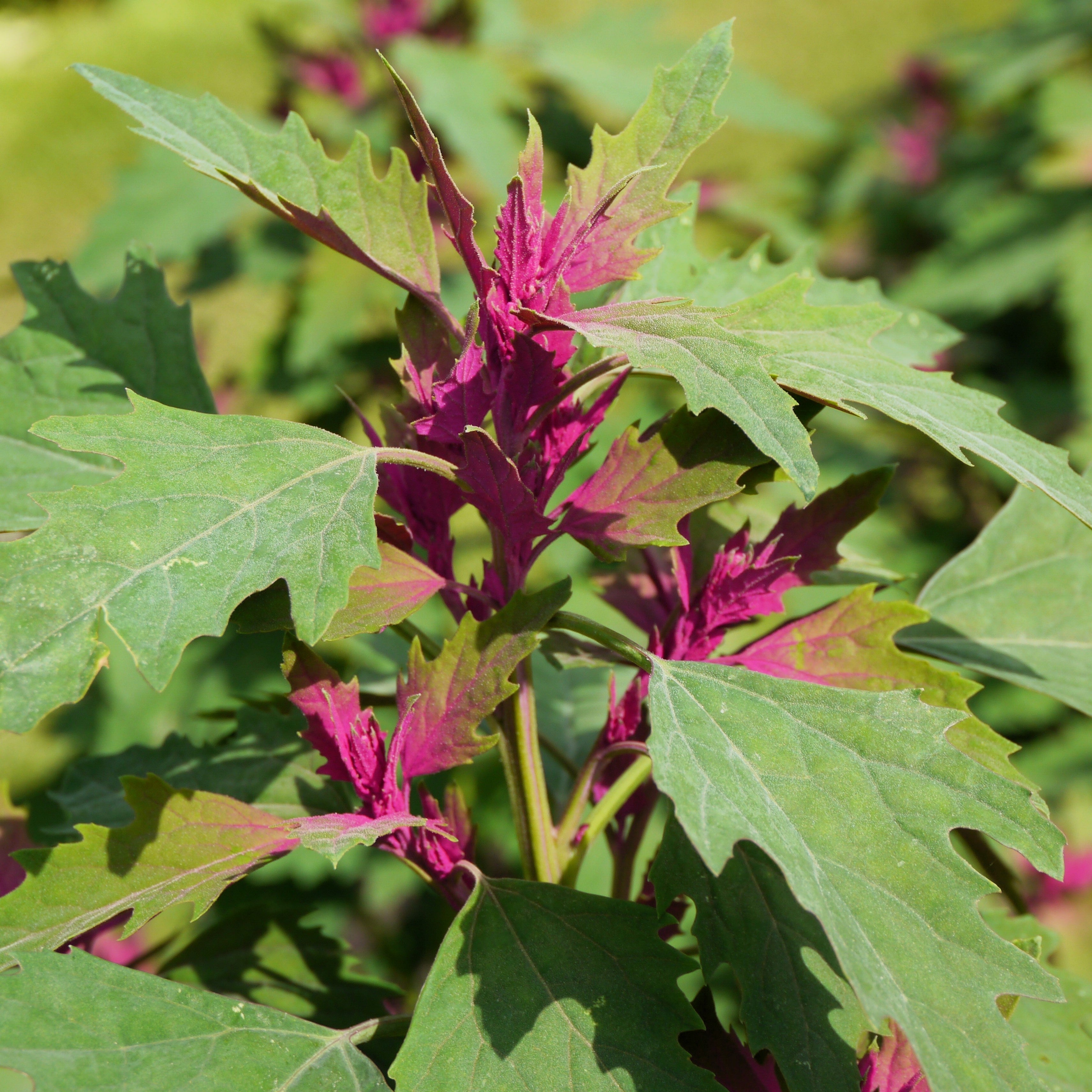 100 GIANT GOOSEFOOT Chenopodium Giganteum Purple Magenta Spreen Vegetable Seeds