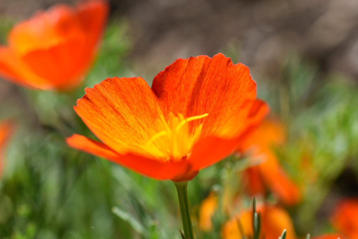 1500 MIKADO POPPY Red Orange California Poppy Flower Eschscholzia Californica Seeds