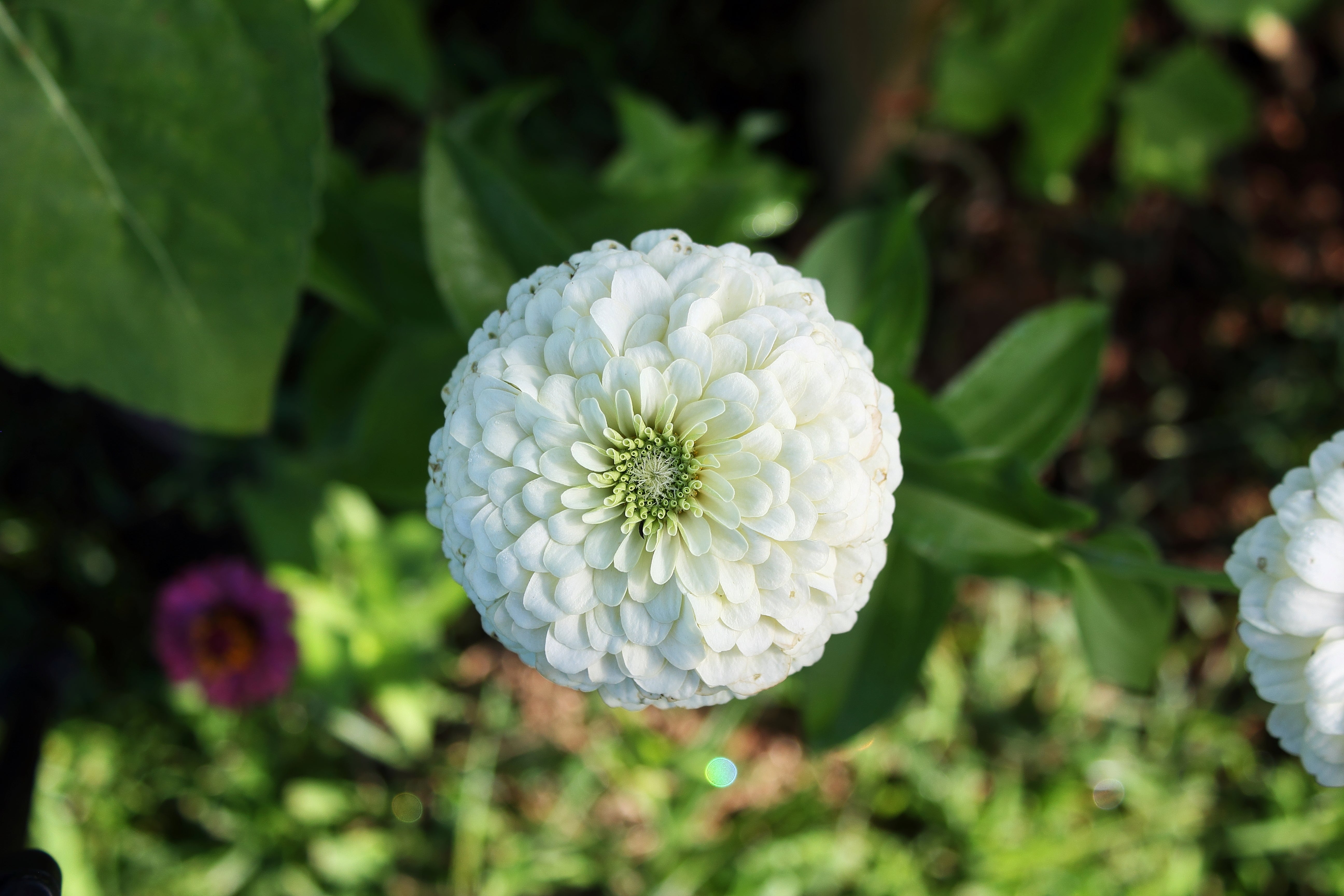 250 White POLAR BEAR ZINNIA Elegans Flower Seeds