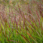 Shenandoah Switch Grass