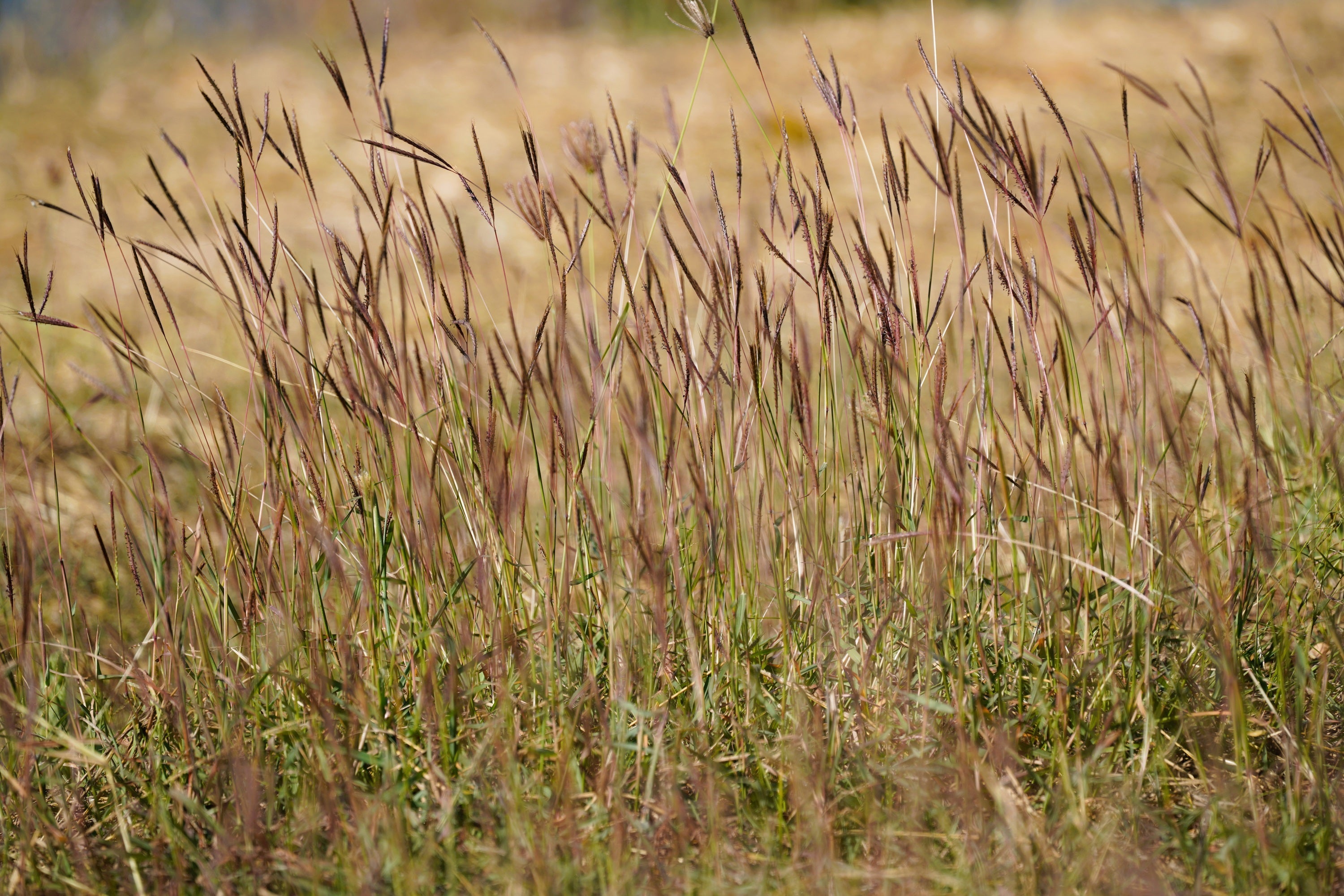 300 Ornamental BIG BLUESTEM GRASS Beardgrass Andropogon Gerardii Seeds