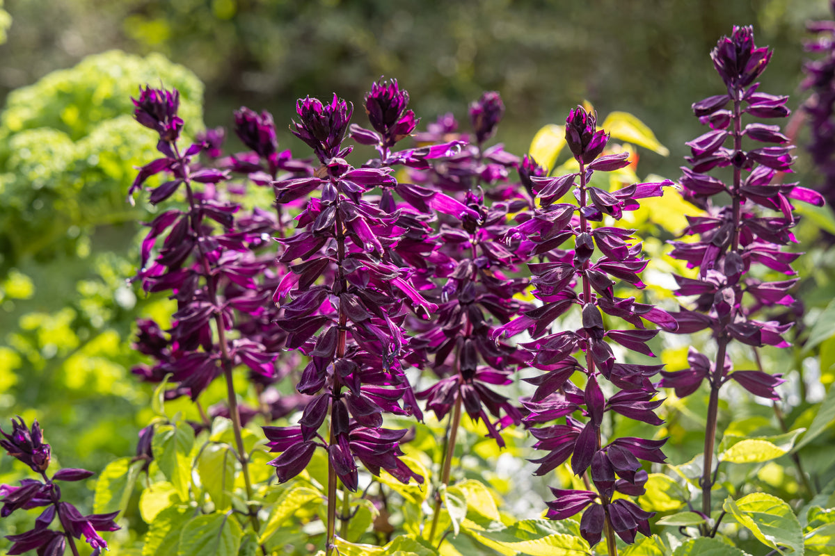 20 BRIGHT PURPLE SALVIA Splendens Scarlet Sage Flower Seeds