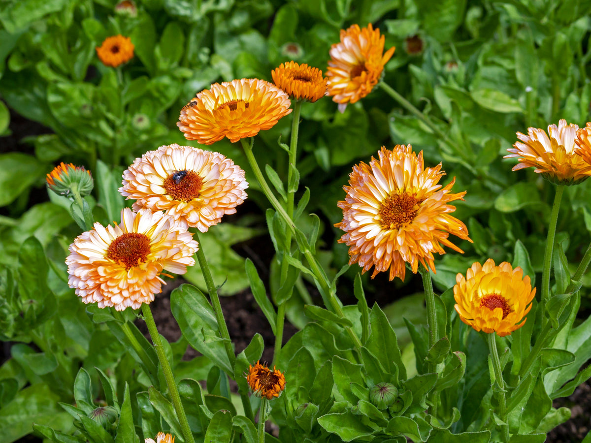 20 ZEOLIGHTS CALENDULA Officinalis MARIGOLD Flower Seeds Zeolight Coral Peach Apricot Pink