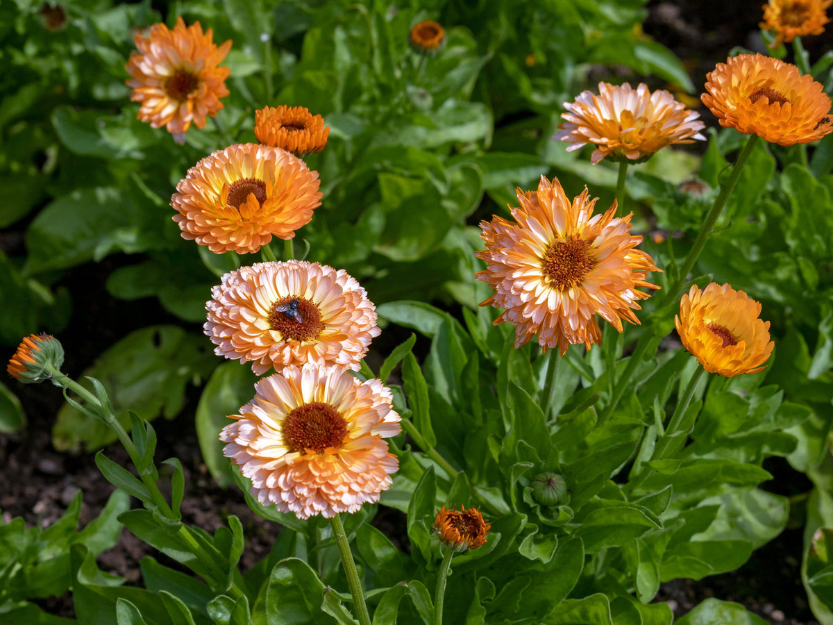 20 ZEOLIGHTS CALENDULA Officinalis MARIGOLD Flower Seeds Zeolight Coral Peach Apricot Pink