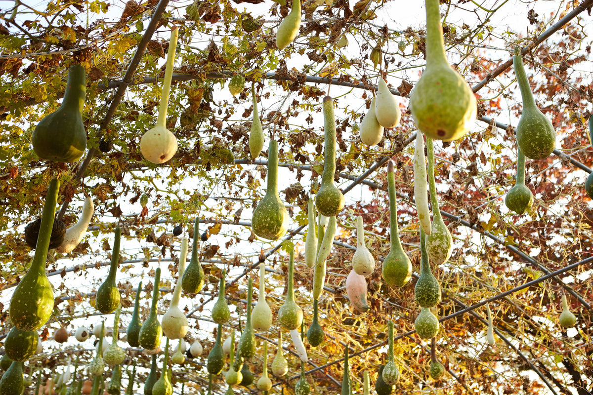 30 DIPPER GOURD Siphon Gourd Green Lagenaria Siceraria Vegetable Seeds