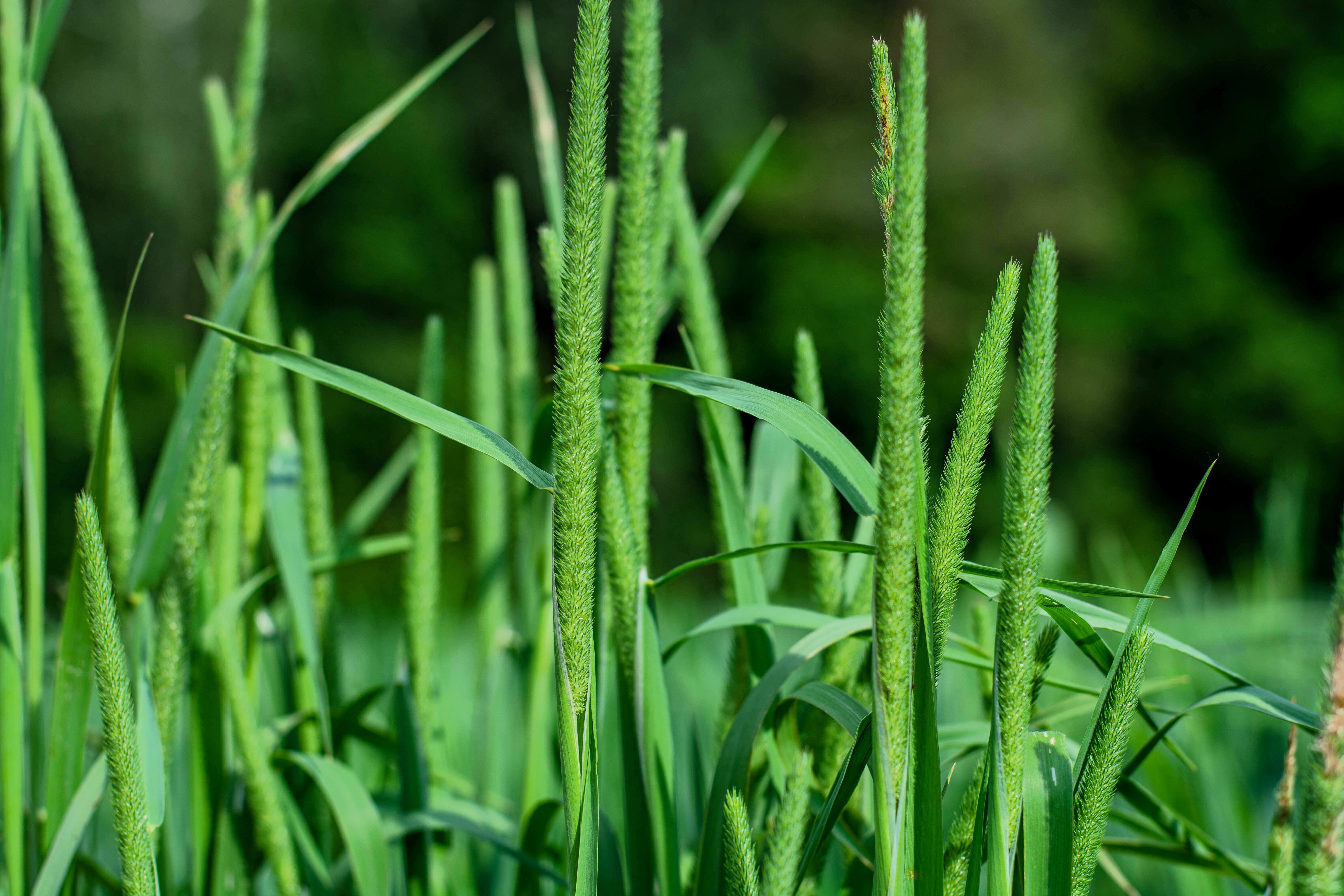 500 DERBY TIMOTHY GRASS Ornamental Phleum Pratense Seeds