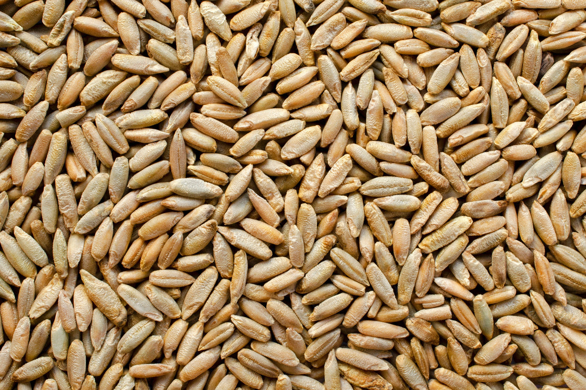 300 Wrens Abruzzi WINTER RYE Secale Cereale Grain Cover Crop Seeds