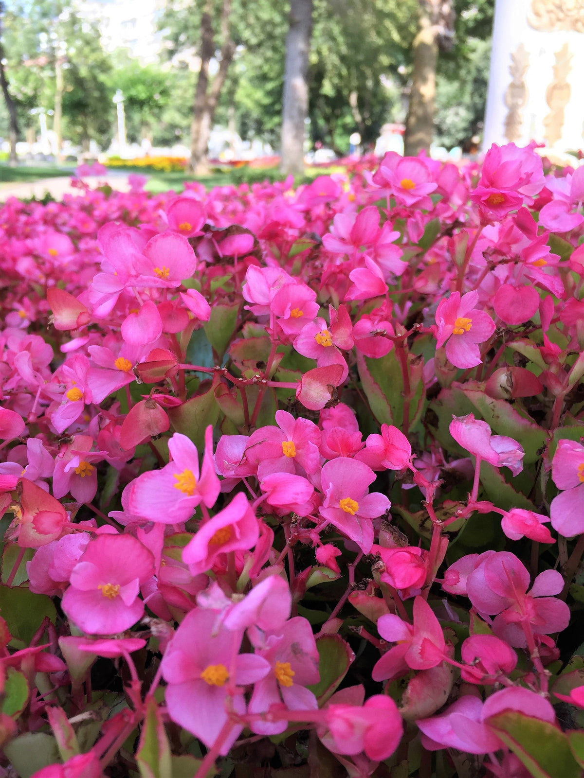 25 Rose PINK WAX BEGONIA Semperflorens Fibrous Shade Flower Seeds