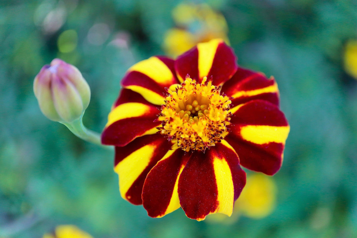 100 COURT JESTER MARIGOLD French Tagetes Patula Nana Red Yellow Striped Flower Seeds
