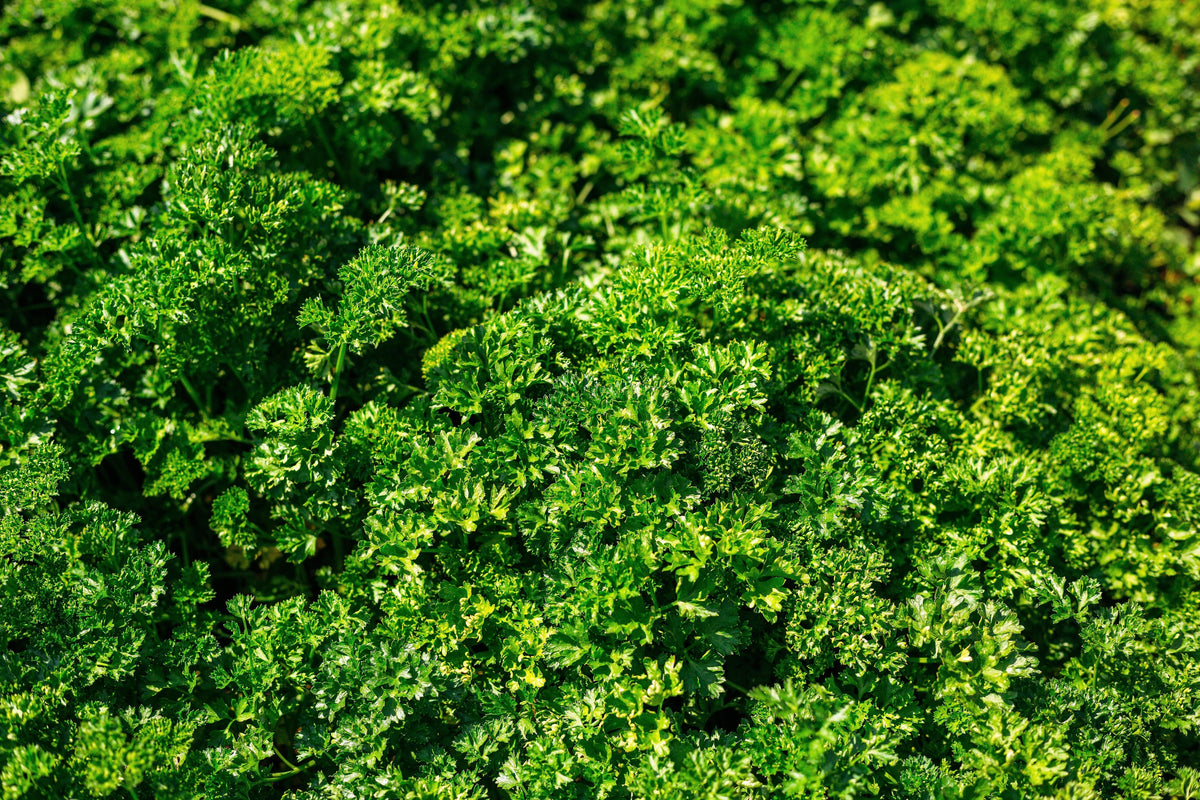 1500 TRIPLE CURLED PARSLEY Petroselinum Hortensis Herb Vegetable Seeds