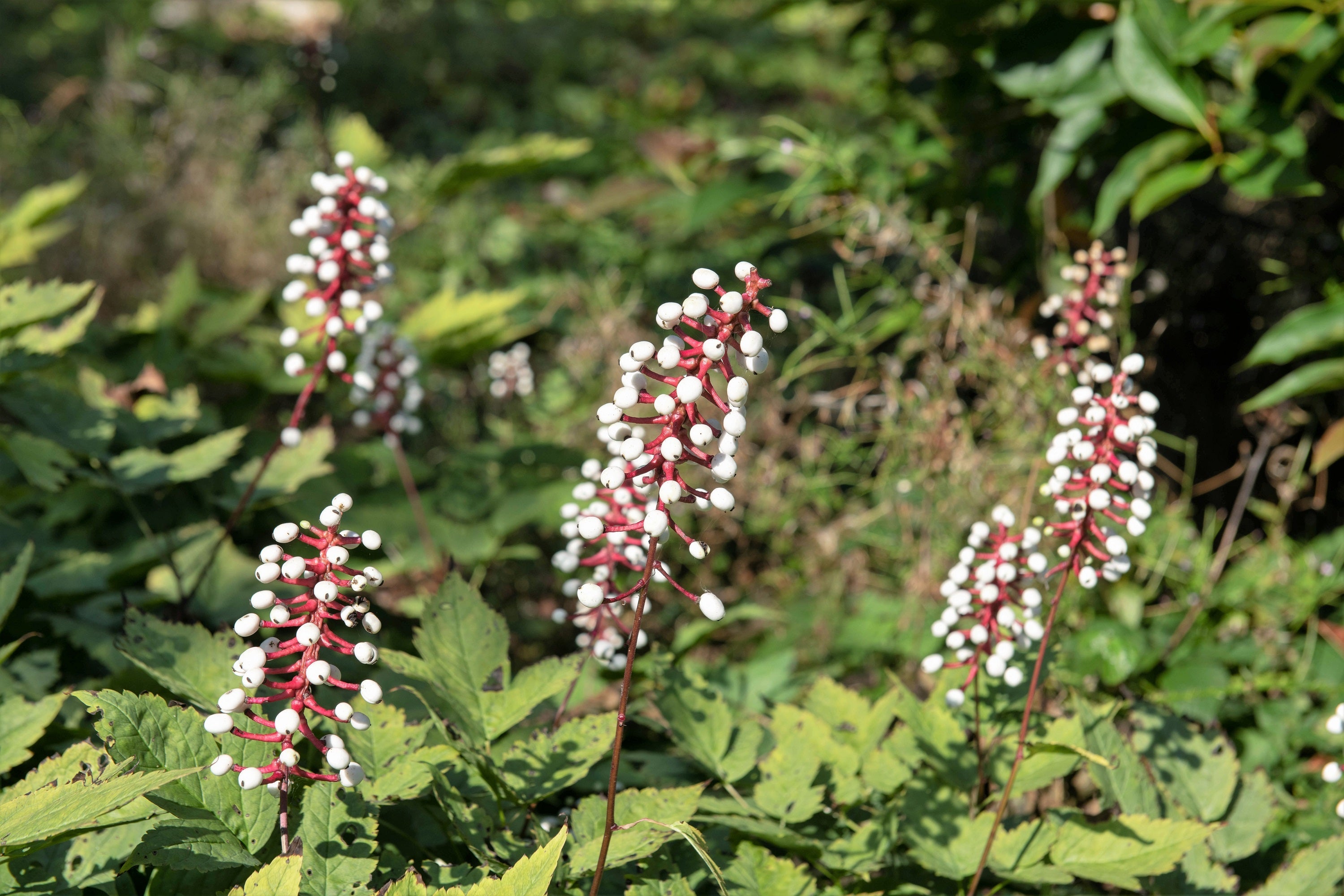10 DOLL'S EYES Flower White Baneberry Cohosh Actaea Pachypoda Alba Seeds