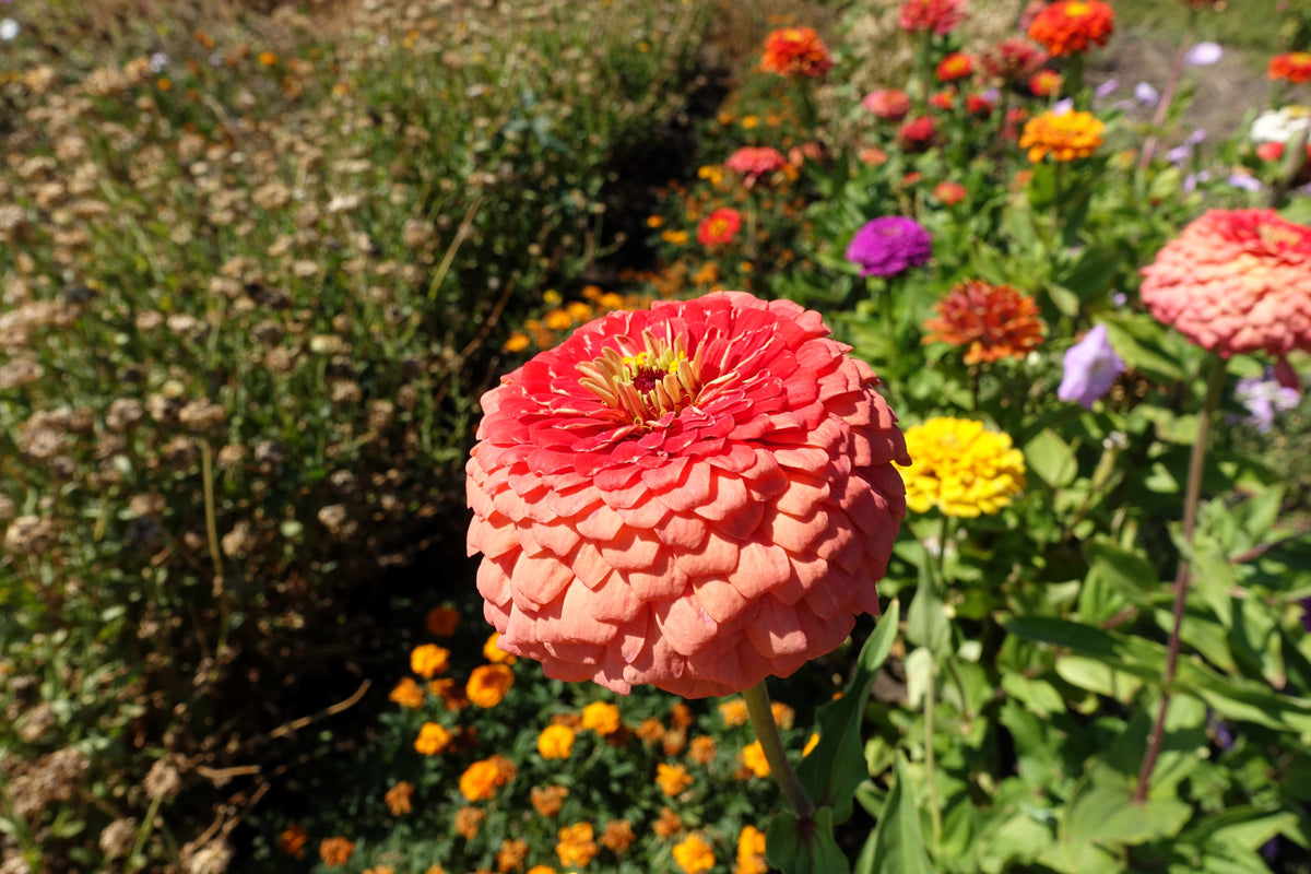 250 SALMON QUEEN ZINNIA Elegans California Giant Double Flower Seeds