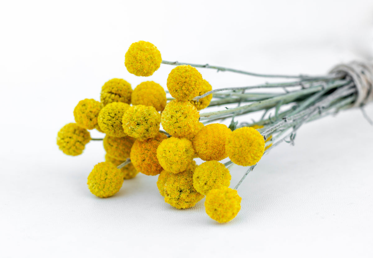 20 Yellow BILLY BUTTONS / WOLLYHEADS Craspedia Globosa Flower Seeds