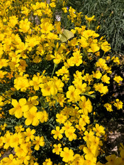500 Organic GOLDEN FLAX Yellow Linseed Common Linum Flavum Flower Seeds