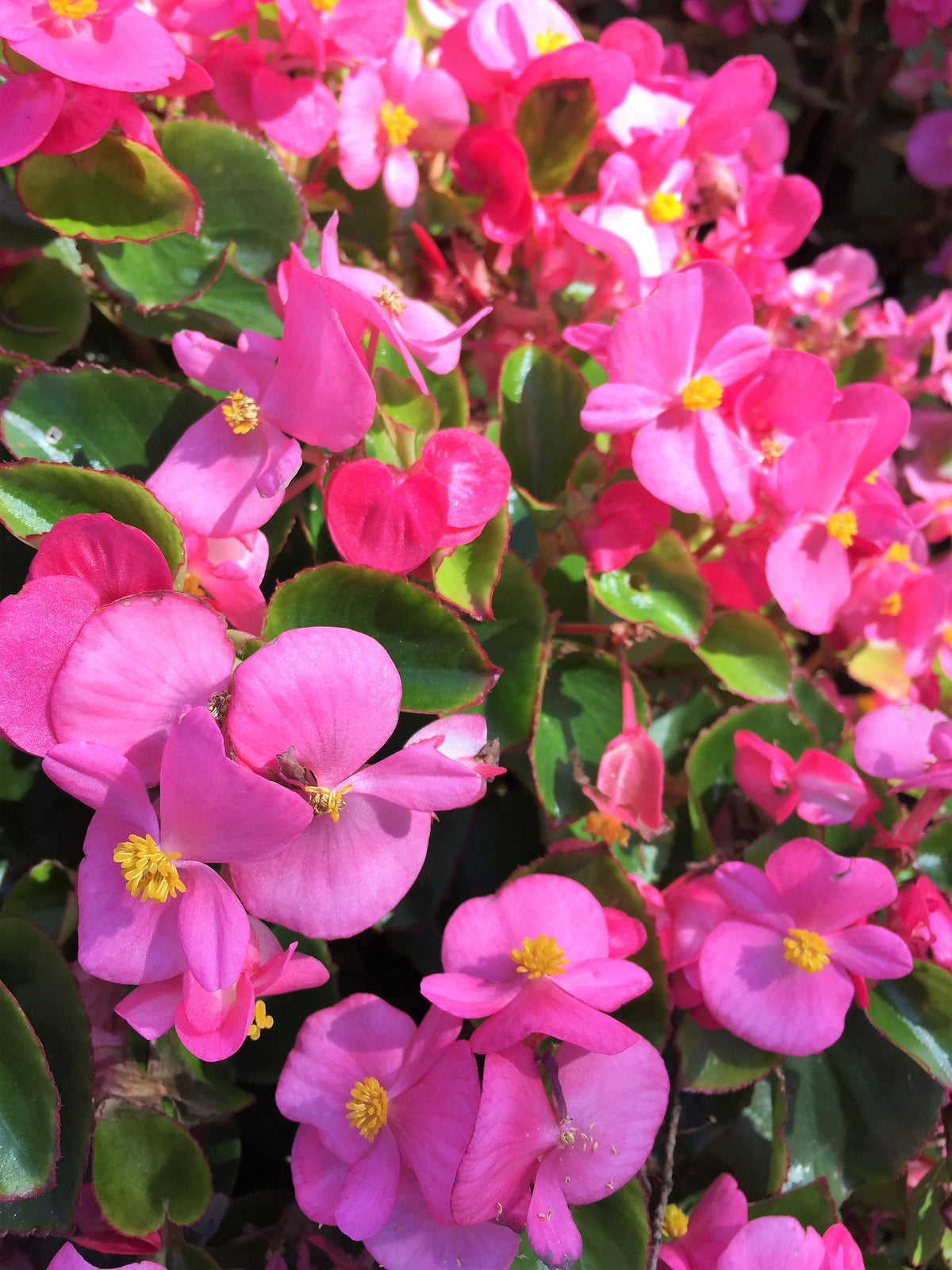 25 Rose PINK WAX BEGONIA Semperflorens Fibrous Shade Flower Seeds