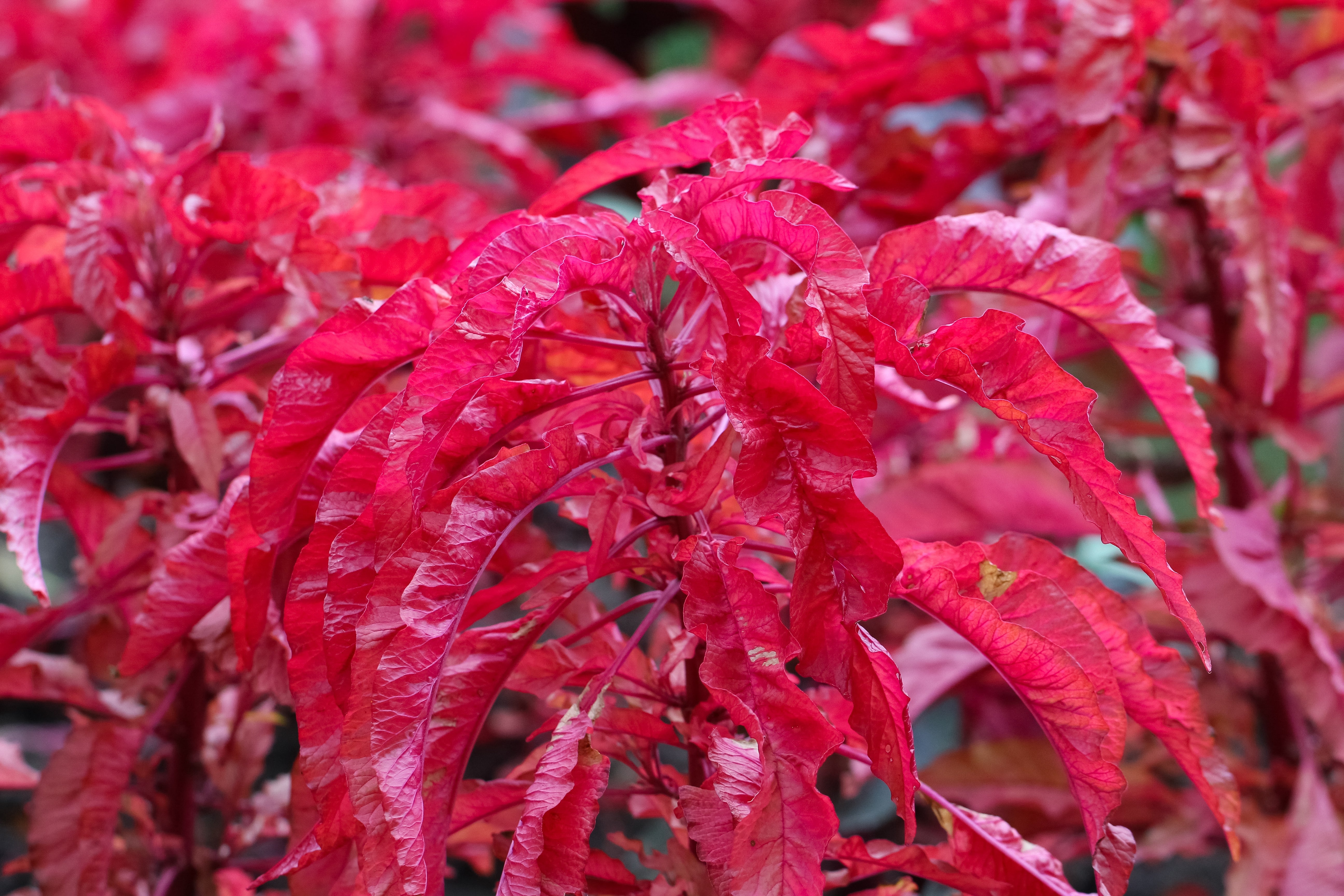 100 Tricolor EARLY SPLENDOR AMARANTHUS Hypochondricus Flower Seeds