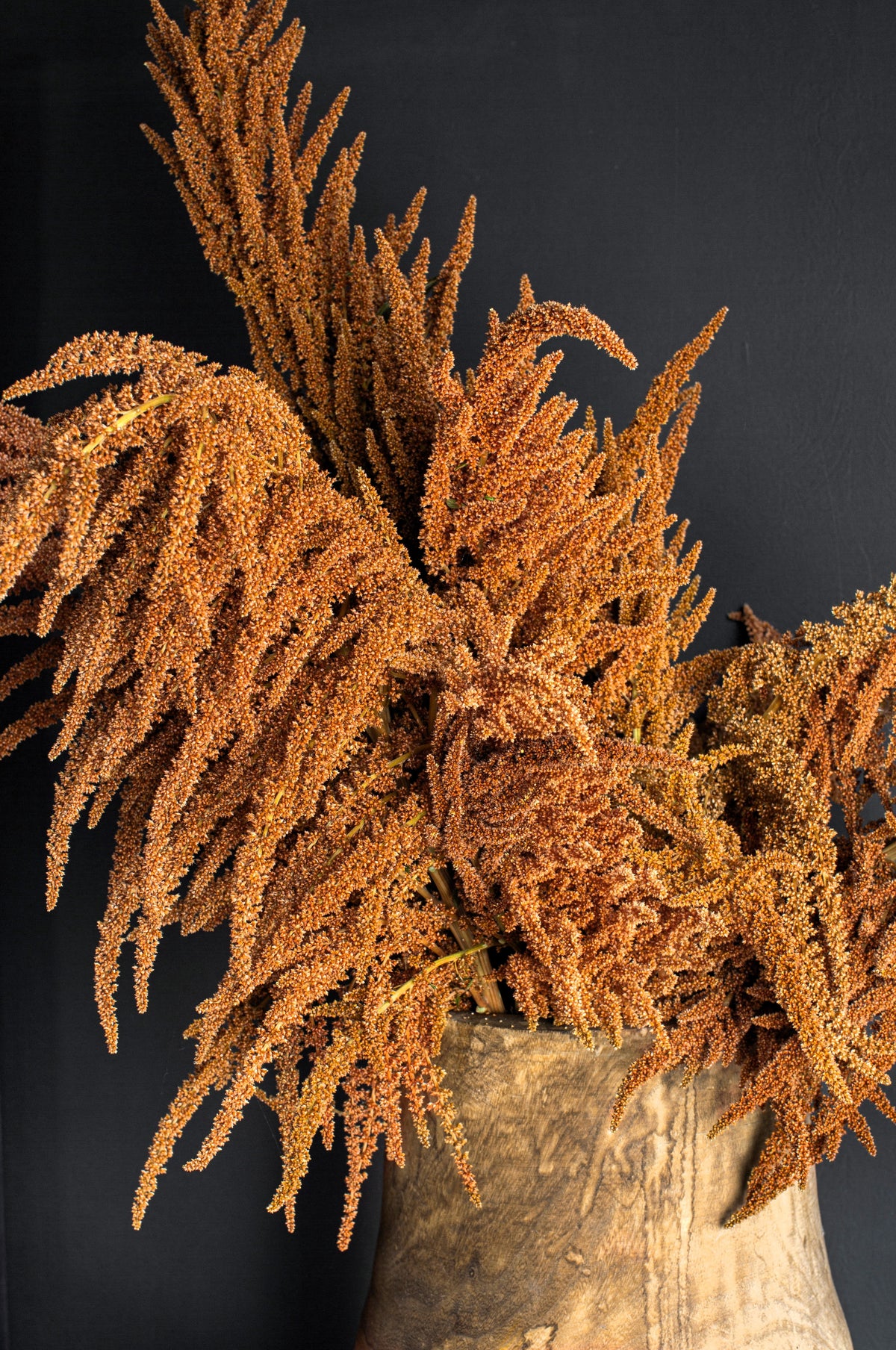 100 Organic HOT BISCUITS AMARANTHUS Cruentus Coppery Bronze Plumes Flower Seeds