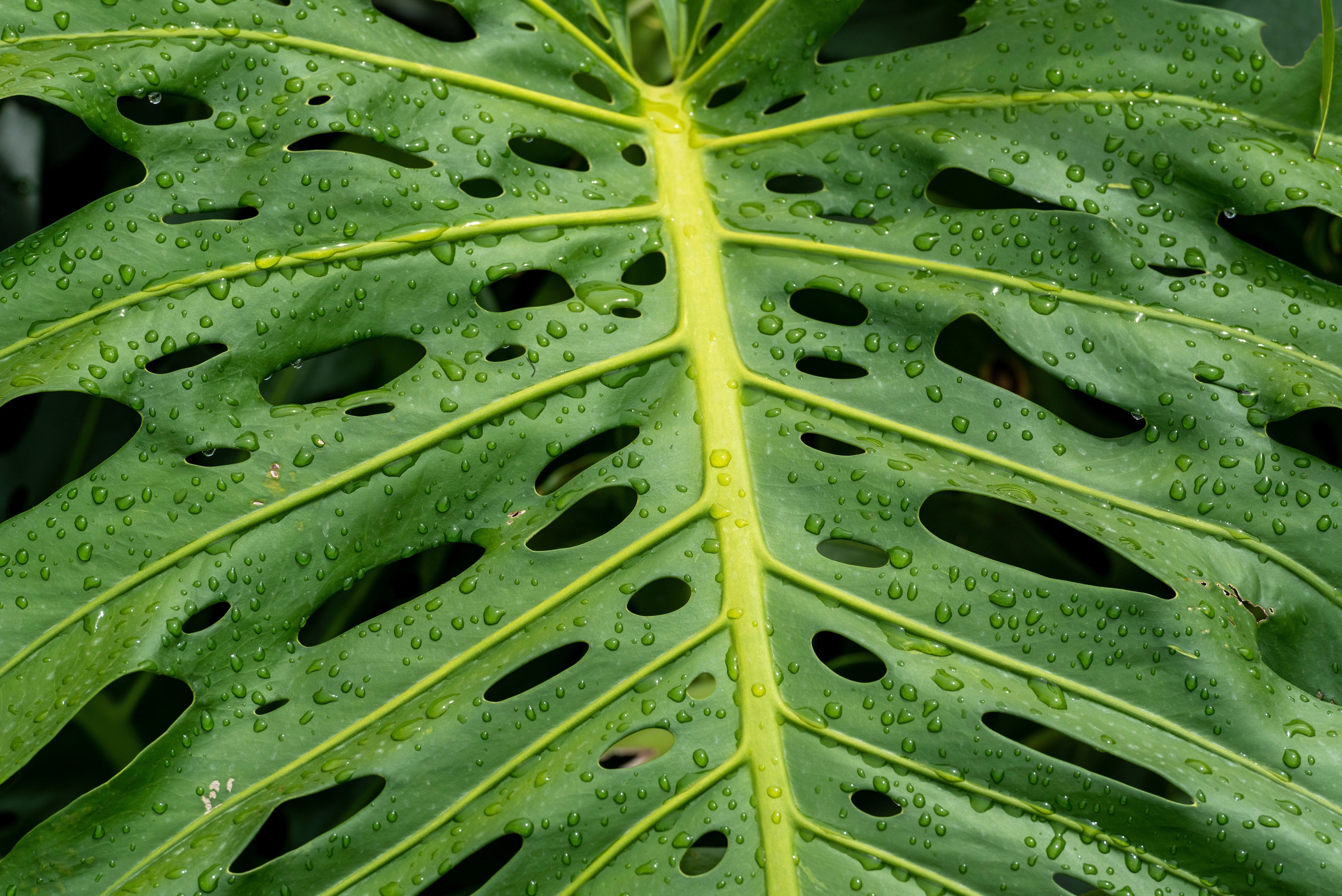 5 Organic SPLIT LEAF PHILODENDRON Monstera Deliciosa Swiss Cheese Plant Vine Seeds