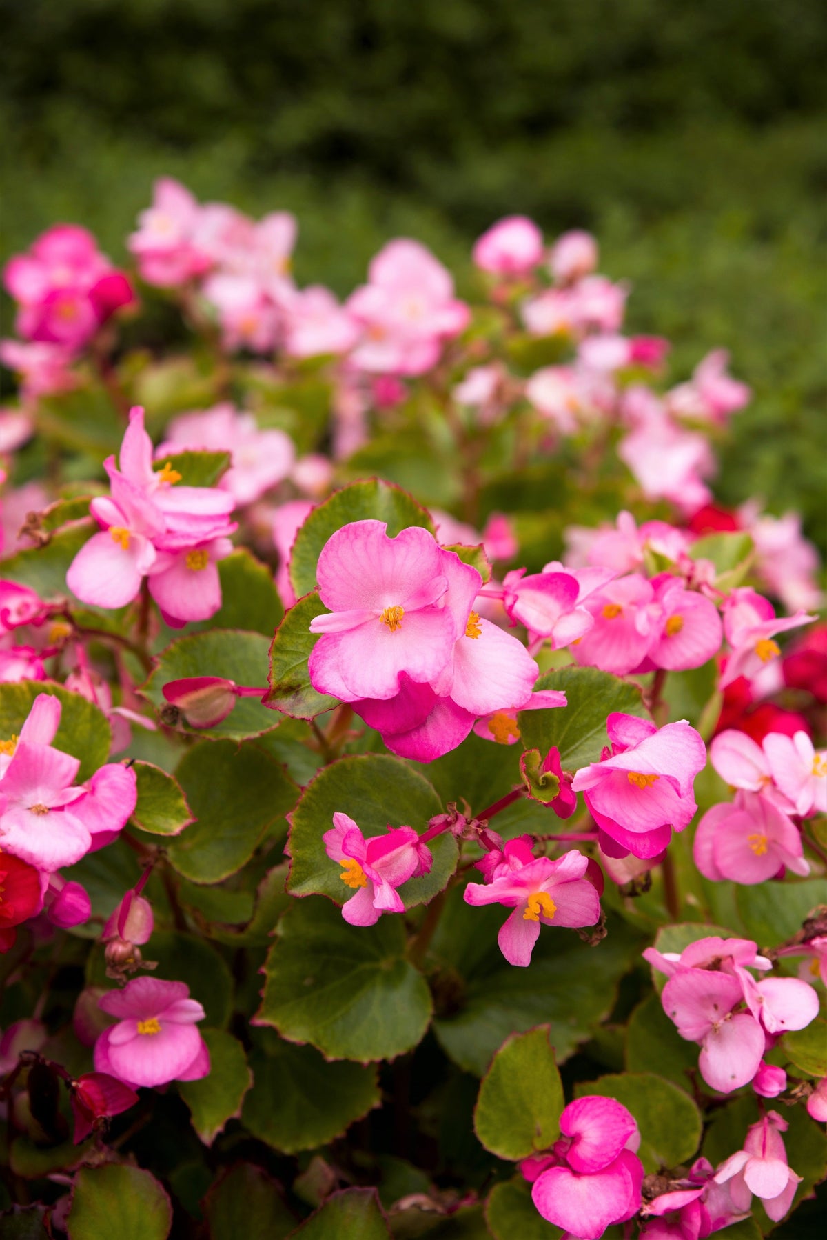 25 Rose PINK WAX BEGONIA Semperflorens Fibrous Shade Flower Seeds