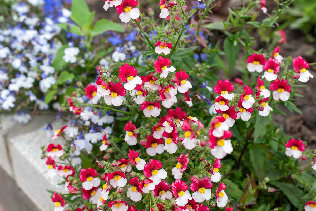 50 RED & WHITE NEMESIA Strumosa Danish Flag Fragrant Bicolor Flower Seeds
